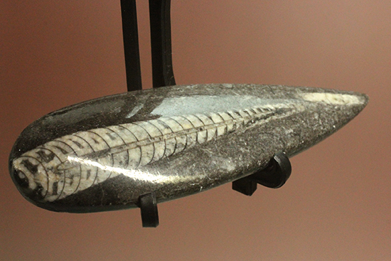 デボン紀の頭足類、オルソセラス化石