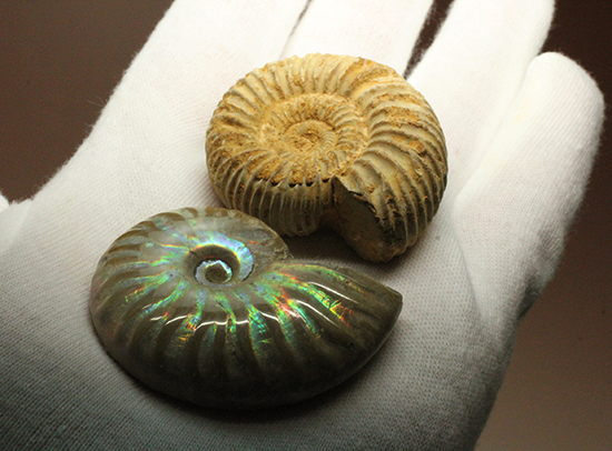 マダガスカル産アンモナイト（Ａｍｍｏｎｉｔｅ）