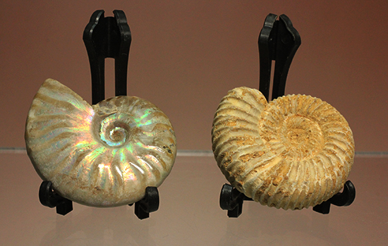 マダガスカル産アンモナイト（Ａｍｍｏｎｉｔｅ）