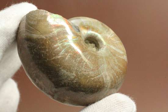 手の平で重みと質感を楽しんでほしい!ぽってりコロンのマダガスカル産アンモナイト(Ammonite)(その10)