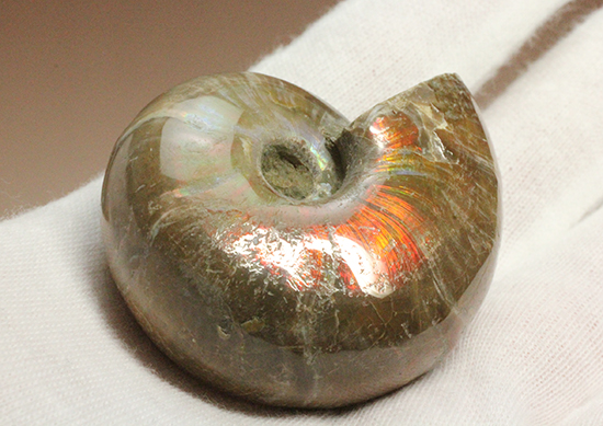 手の平で重みと質感を楽しんでほしい!ぽってりコロンのマダガスカル産アンモナイト(Ammonite)(その11)