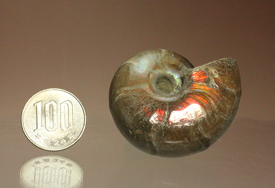 手の平で重みと質感を楽しんでほしい!ぽってりコロンのマダガスカル産アンモナイト(Ammonite)(その12)