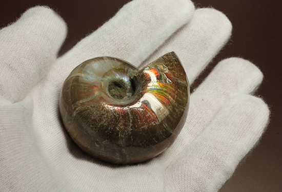 手の平で重みと質感を楽しんでほしい!ぽってりコロンのマダガスカル産アンモナイト(Ammonite)(その2)