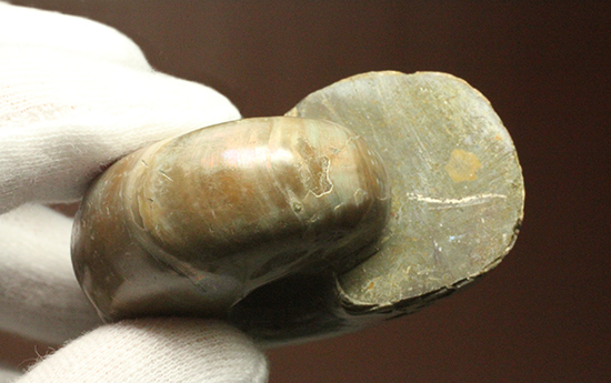 手の平で重みと質感を楽しんでほしい!ぽってりコロンのマダガスカル産アンモナイト(Ammonite)(その3)