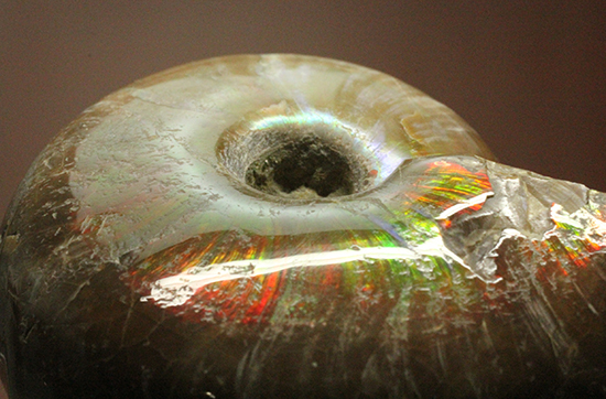 手の平で重みと質感を楽しんでほしい!ぽってりコロンのマダガスカル産アンモナイト(Ammonite)(その4)