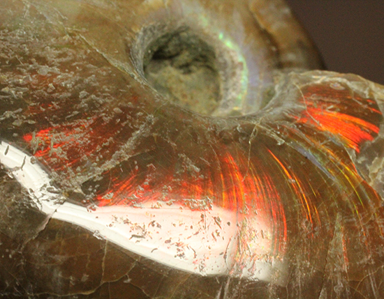 手の平で重みと質感を楽しんでほしい!ぽってりコロンのマダガスカル産アンモナイト(Ammonite)(その5)