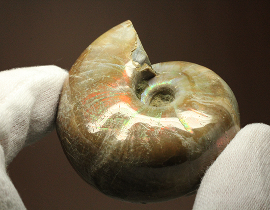 手の平で重みと質感を楽しんでほしい!ぽってりコロンのマダガスカル産アンモナイト(Ammonite)(その6)
