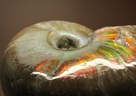 手の平で重みと質感を楽しんでほしい!ぽってりコロンのマダガスカル産アンモナイト(Ammonite)(その8)