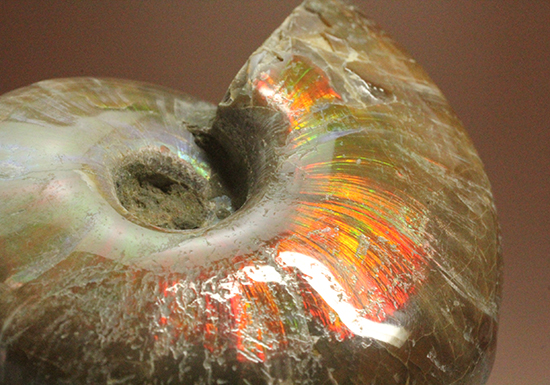 手の平で重みと質感を楽しんでほしい!ぽってりコロンのマダガスカル産アンモナイト(Ammonite)(その9)