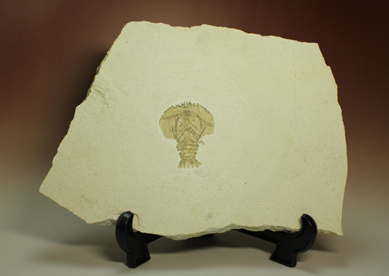ゾルンフォーフェン産エビ化石「エリオン（Eryon）」