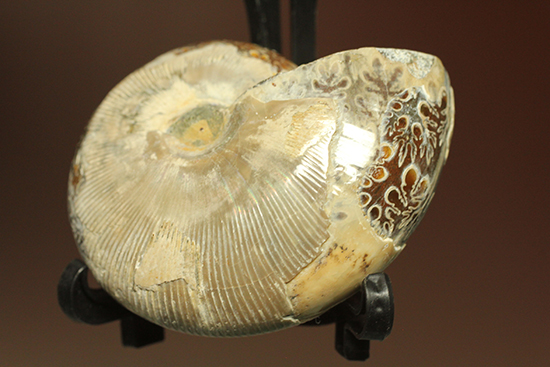 縫合線に加え、肋模様も同時に鑑賞できるアンモナイト化石(Ammonte)