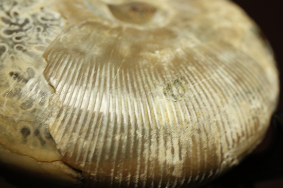 縫合線に加え、肋模様も同時に鑑賞できるアンモナイト化石(Ammonte)（その15）