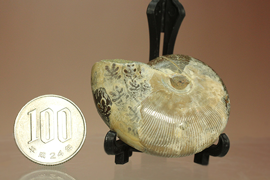 縫合線に加え、肋模様も同時に鑑賞できるアンモナイト化石(Ammonte)（その16）