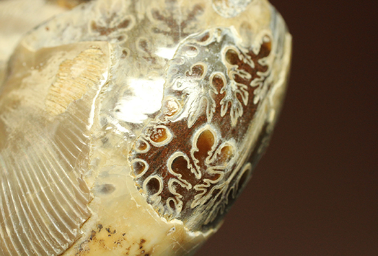 縫合線に加え、肋模様も同時に鑑賞できるアンモナイト化石(Ammonte)（その4）
