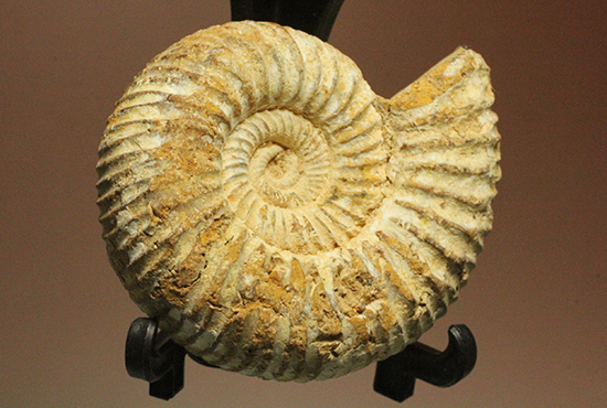 マダガスカル産アンモナイト(Ammonite)