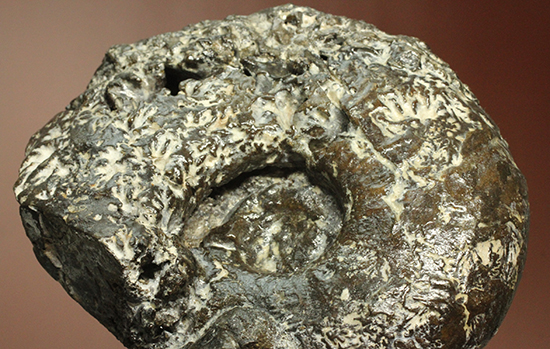 縫合線が模様ではなく”立体”で観察できる！北海道産アンモナイト(Ammonite)（その1）