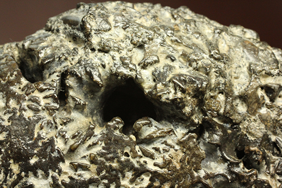 縫合線が模様ではなく”立体”で観察できる！北海道産アンモナイト(Ammonite)（その10）
