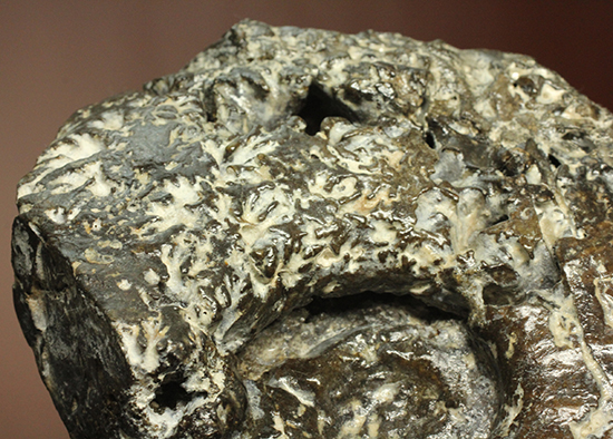 縫合線が模様ではなく”立体”で観察できる！北海道産アンモナイト(Ammonite)（その11）