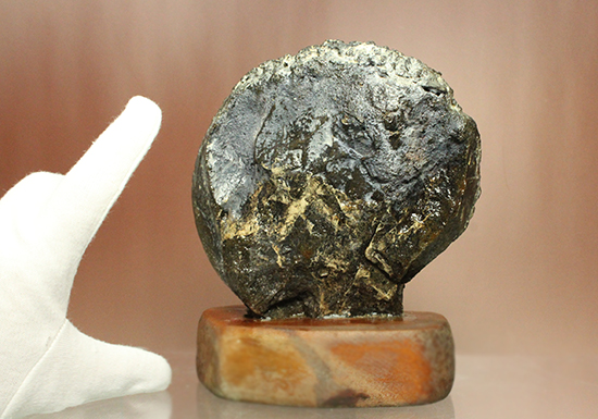 縫合線が模様ではなく”立体”で観察できる!北海道産アンモナイト(Ammonite)(その12)