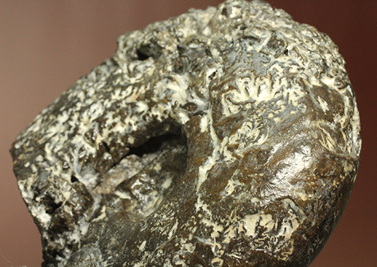 縫合線が模様ではなく”立体”で観察できる！北海道産アンモナイト(Ammonite)（その13）