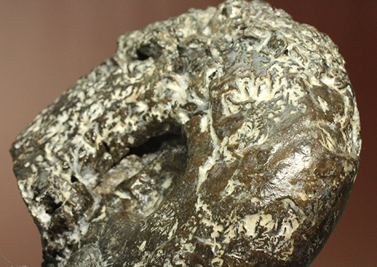 縫合線が模様ではなく”立体”で観察できる!北海道産アンモナイト(Ammonite)(その13)