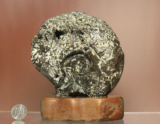 縫合線が模様ではなく”立体”で観察できる！北海道産アンモナイト(Ammonite)（その14）