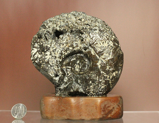 縫合線が模様ではなく”立体”で観察できる!北海道産アンモナイト(Ammonite)(その14)