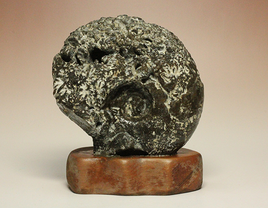 縫合線が模様ではなく”立体”で観察できる！北海道産アンモナイト(Ammonite)（その2）