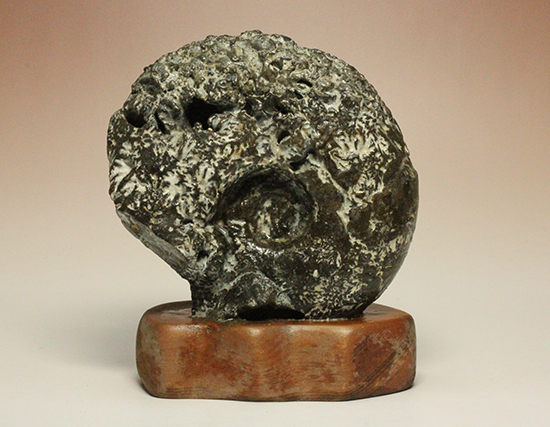 縫合線が模様ではなく”立体”で観察できる!北海道産アンモナイト(Ammonite)(その2)