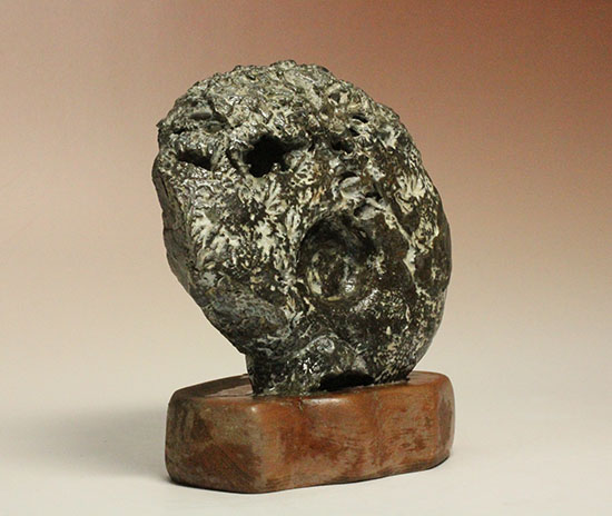 縫合線が模様ではなく”立体”で観察できる!北海道産アンモナイト(Ammonite)(その3)