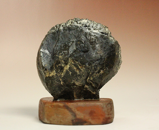 縫合線が模様ではなく”立体”で観察できる！北海道産アンモナイト(Ammonite)（その4）