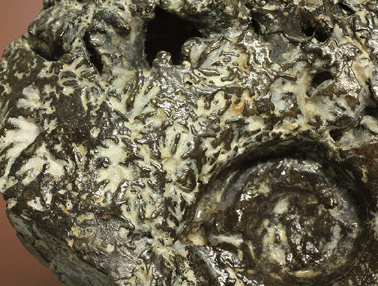縫合線が模様ではなく”立体”で観察できる!北海道産アンモナイト(Ammonite)(その6)