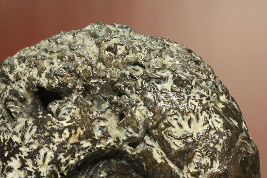縫合線が模様ではなく”立体”で観察できる！北海道産アンモナイト(Ammonite)（その7）