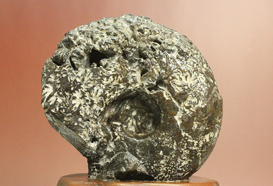 縫合線が模様ではなく”立体”で観察できる！北海道産アンモナイト(Ammonite)（その8）
