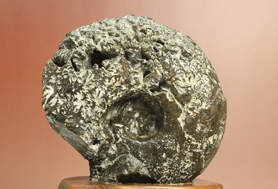 縫合線が模様ではなく”立体”で観察できる!北海道産アンモナイト(Ammonite)(その8)