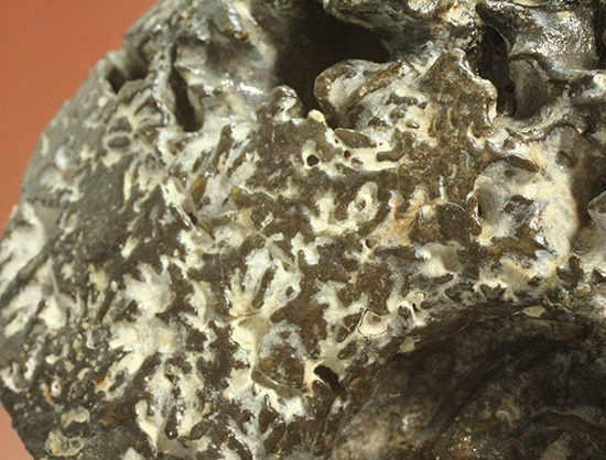 縫合線が模様ではなく”立体”で観察できる！北海道産アンモナイト(Ammonite)（その9）