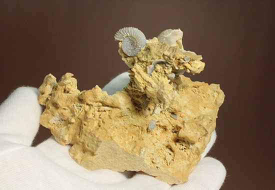 母岩の造形が凄すぎる！フランス産アンモナイト群集化石（その2）