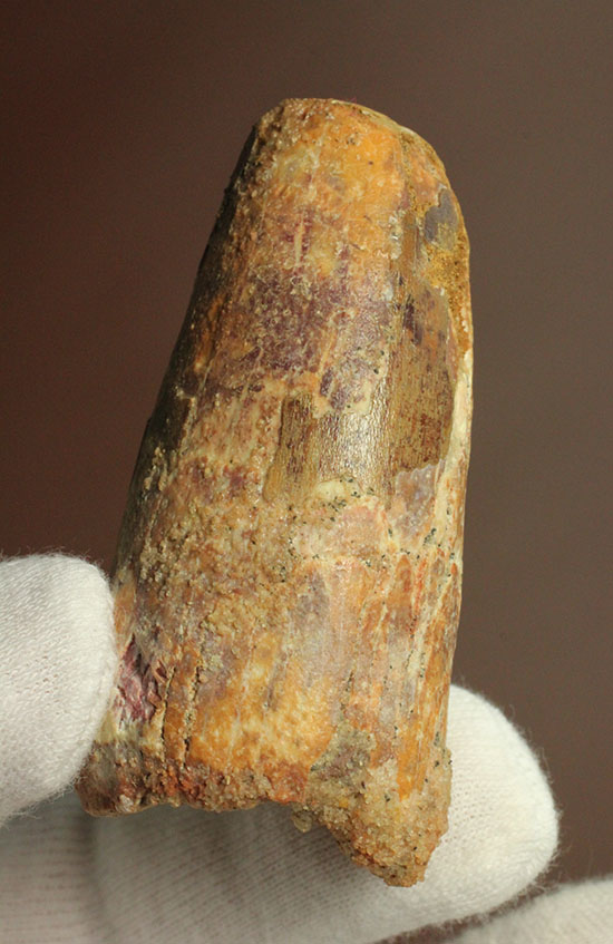 重量感がすごいです!人気肉食恐竜スピノサウルス歯化石(Spinosaurus)(その1)