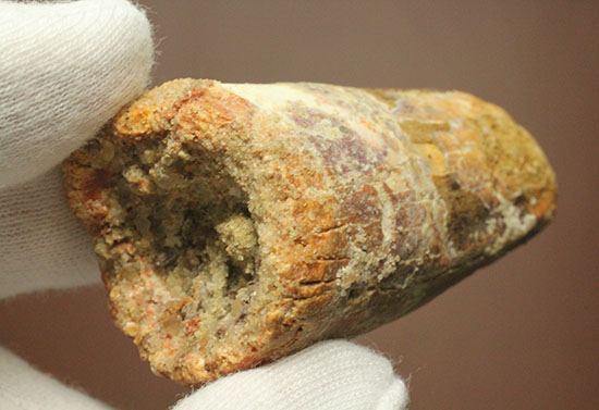 重量感がすごいです!人気肉食恐竜スピノサウルス歯化石(Spinosaurus)(その2)