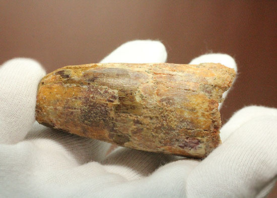重量感がすごいです!人気肉食恐竜スピノサウルス歯化石(Spinosaurus)(その5)