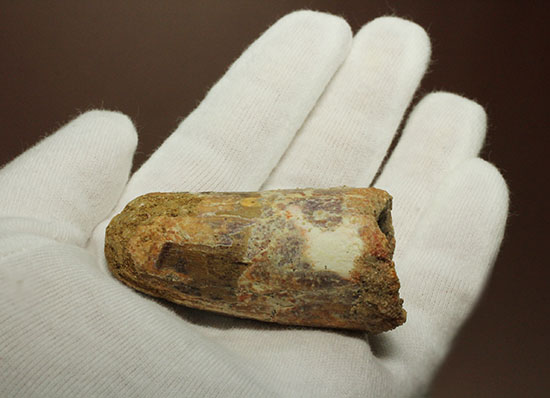 重量感がすごいです!人気肉食恐竜スピノサウルス歯化石(Spinosaurus)(その6)