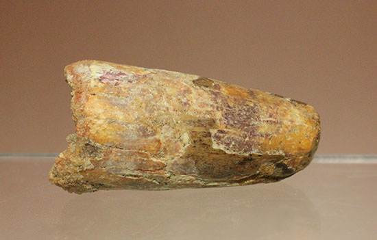 重量感がすごいです!人気肉食恐竜スピノサウルス歯化石(Spinosaurus)(その7)