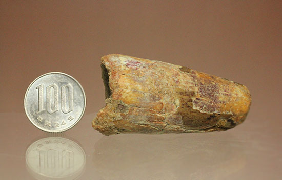 重量感がすごいです!人気肉食恐竜スピノサウルス歯化石(Spinosaurus)(その9)