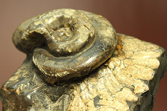 北海道をドドンと３個乗せ！目にも楽しい北海道産のアンモナイト(Ammonite)（その1）