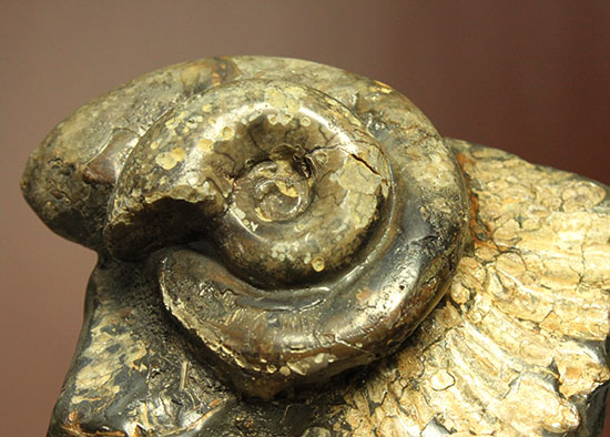 北海道をドドンと3個乗せ!目にも楽しい北海道産のアンモナイト(Ammonite)(その11)