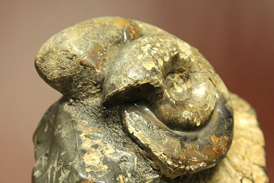 北海道をドドンと3個乗せ!目にも楽しい北海道産のアンモナイト(Ammonite)(その12)