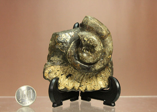 北海道をドドンと３個乗せ！目にも楽しい北海道産のアンモナイト(Ammonite)（その13）