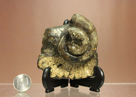 北海道をドドンと3個乗せ!目にも楽しい北海道産のアンモナイト(Ammonite)(その13)