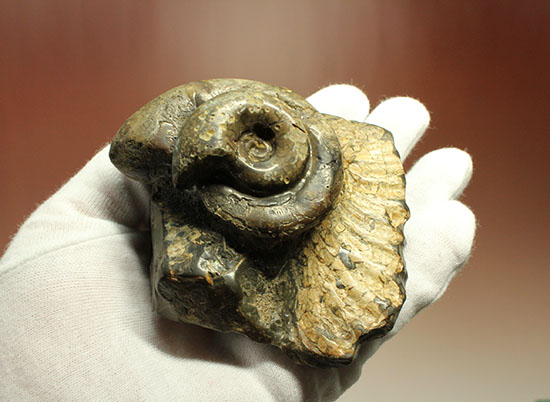 北海道をドドンと３個乗せ！目にも楽しい北海道産のアンモナイト(Ammonite)（その2）
