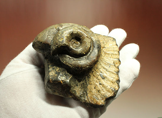 北海道をドドンと3個乗せ!目にも楽しい北海道産のアンモナイト(Ammonite)(その2)
